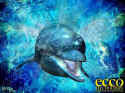 Ecco the Dolphin