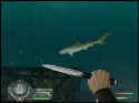 Shark!: Hunting The Great White