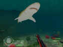 Shark!: Hunting The Great White