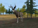 Deer Hunter 2004