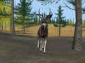 Deer Hunter 2004