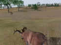 Deer Hunter 2004