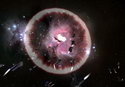 Remnants of The Stars
