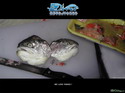 Diver: Deep Water Adventures