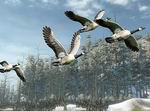 Cabela's Outdoor Adventures 2009
