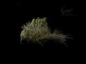 Samorost 2