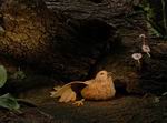Three Little Mice