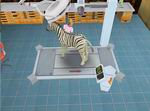 Pet Vet 3D: Wild Animal Hospital
