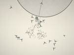 Eufloria