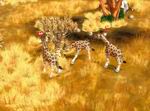 Wildlife Camp: In the Heart of Africa